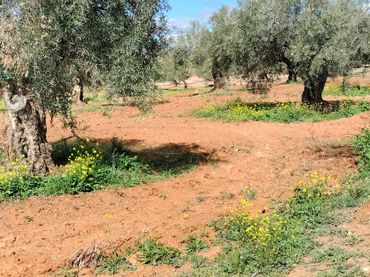 Rural land for sale in Ventas de Huelma