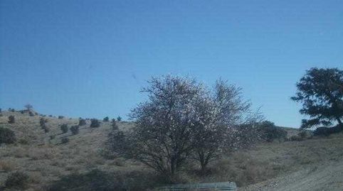 VELEZ-RUBIO (Almería). Paraje "Campillo-Lizarán"., immagine 4