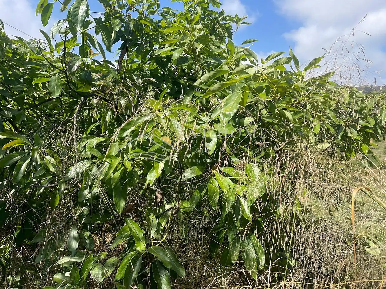 Terreni e lotti in vendita a Torrox Pueblo, imagen 25