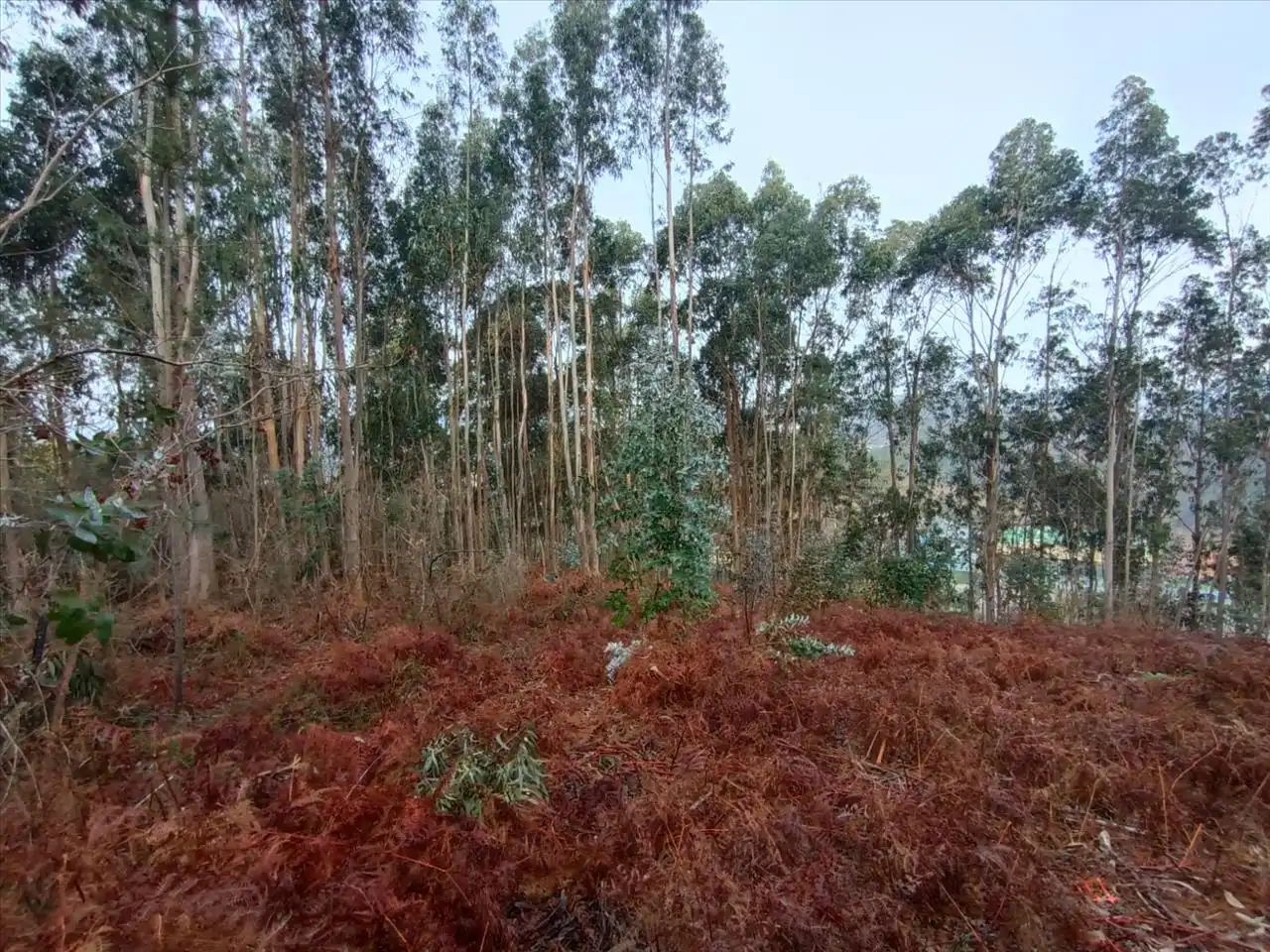 Terreny residencial en venda a CONS-MOURENTE Polígono 166 Parcela, imagen 8