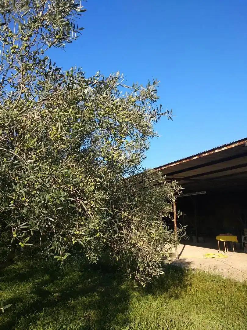 Jardín de Terreno en venta en Agullent