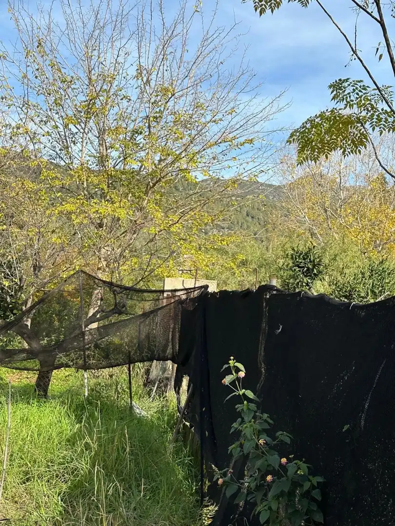 Jardín de Finca rústica en venta en Alzira con Terraza y Piscina