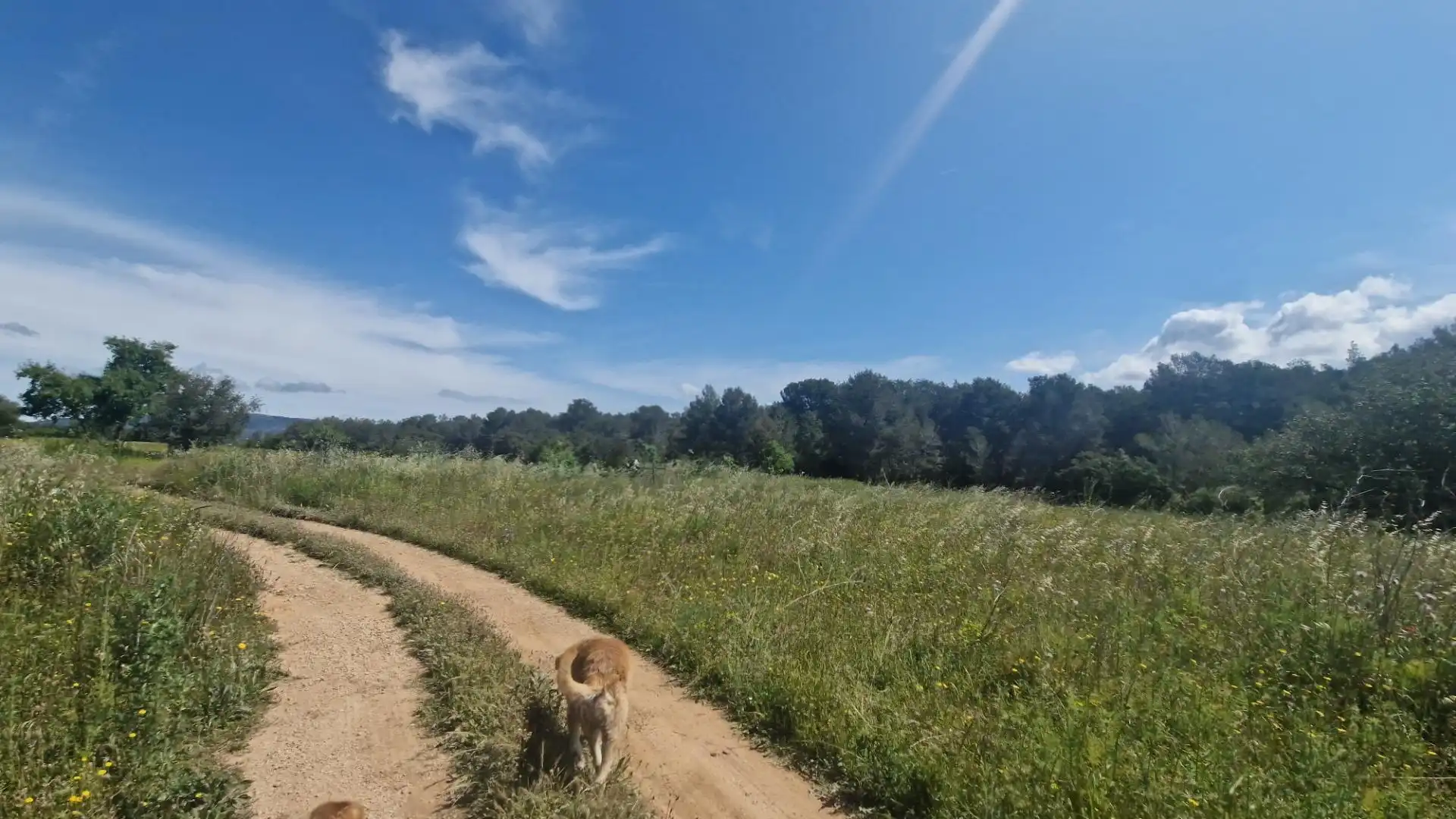 Terreno rustico in vendita a Valls, imagen 37