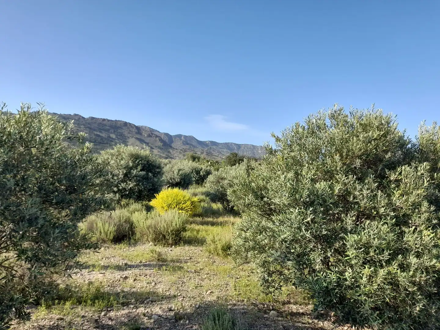 Terrains et parcelles à vendre à Pedanías Centro, imagen 31