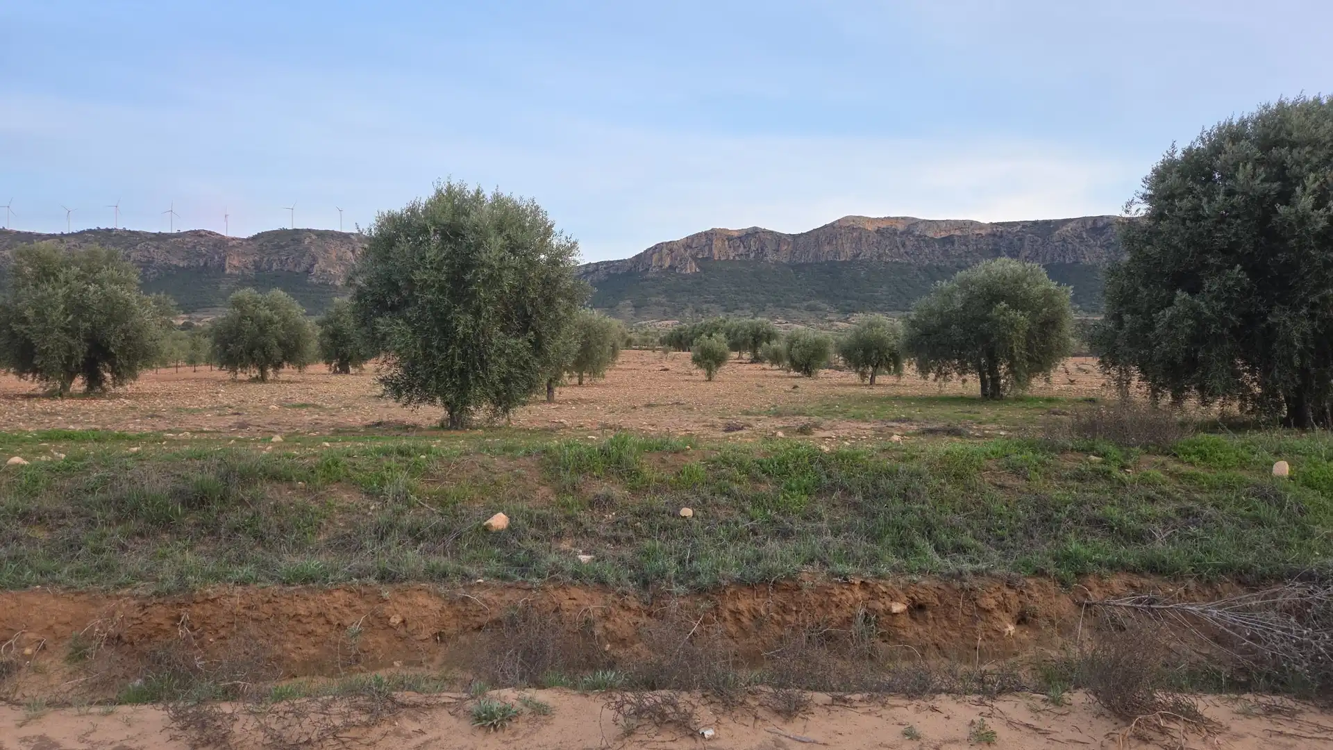 Terreny residencial en venda a Jumilla, imagen 5