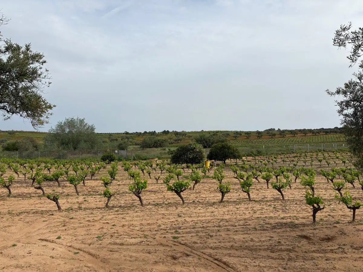 Terreny rústic en venda a Bollullos Par del Condado, imagen 6