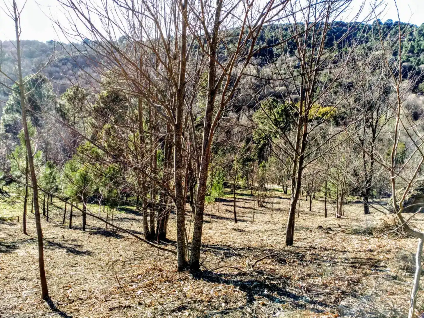 Finca rústica en venda en Arenas de San Pedro