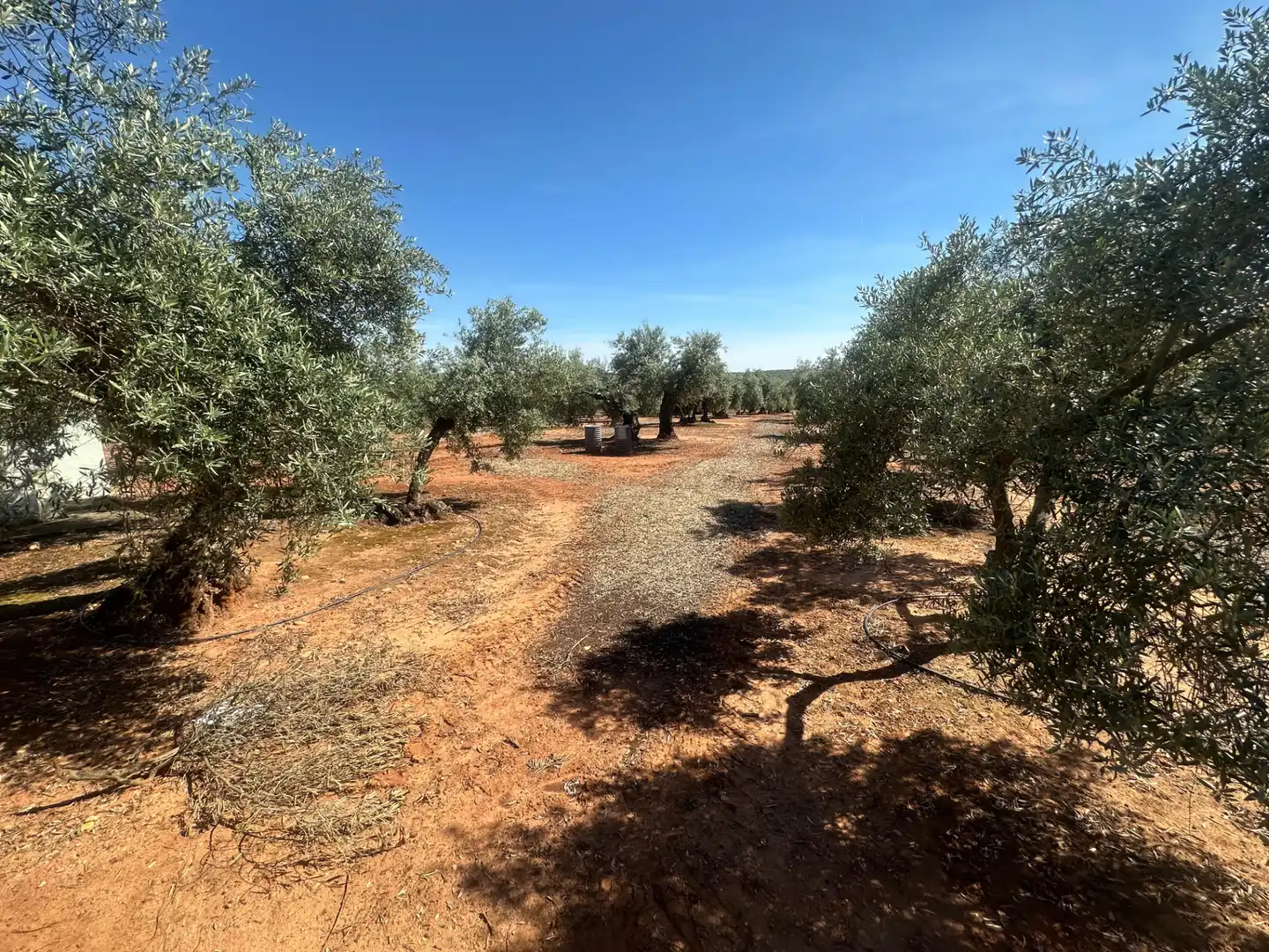 Land for sale in Villanueva de la Reina