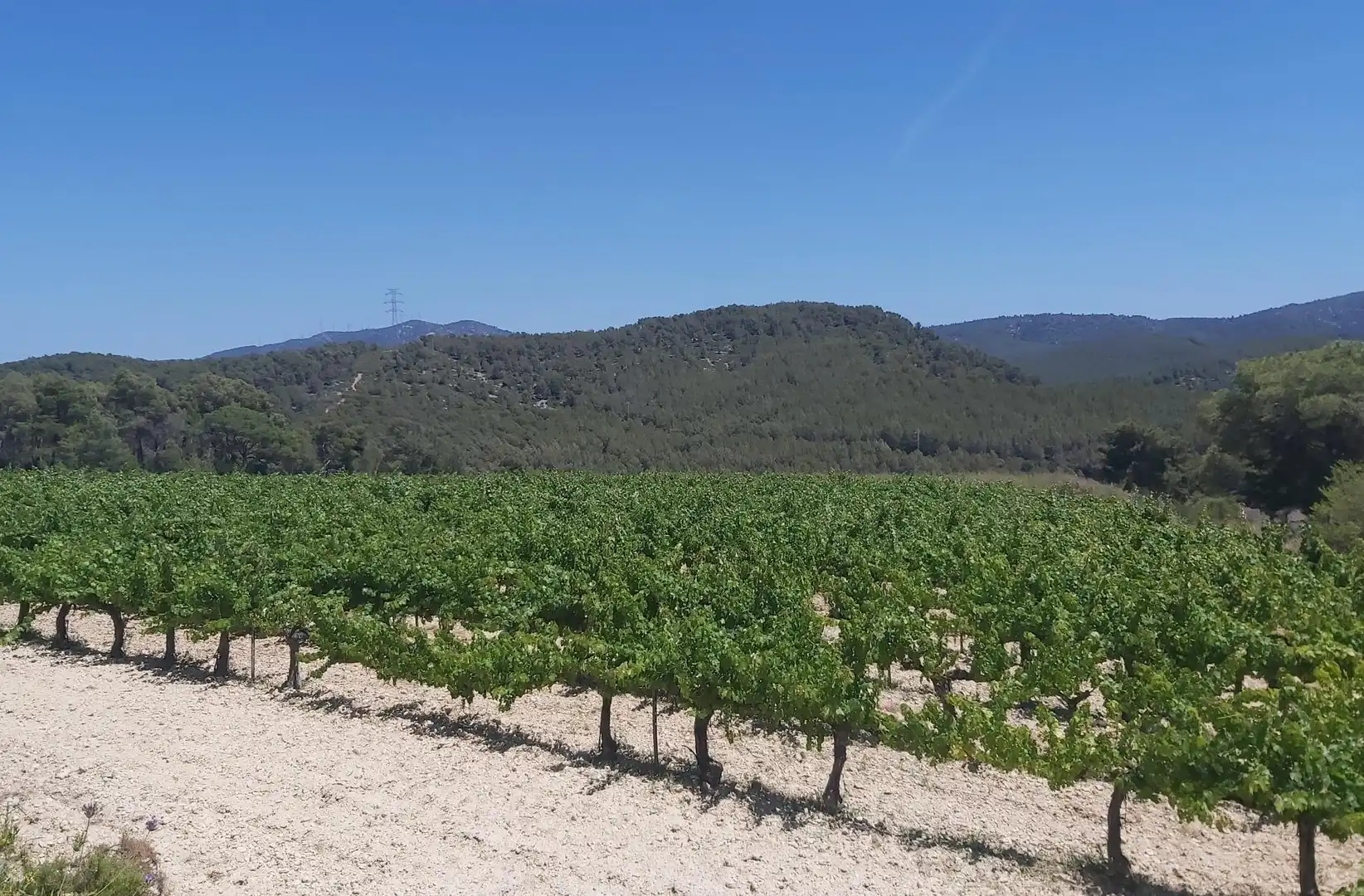 Casa o xalet en venda en Avinyonet del Penedès amb Jardí privat, Terrassa i Traster
