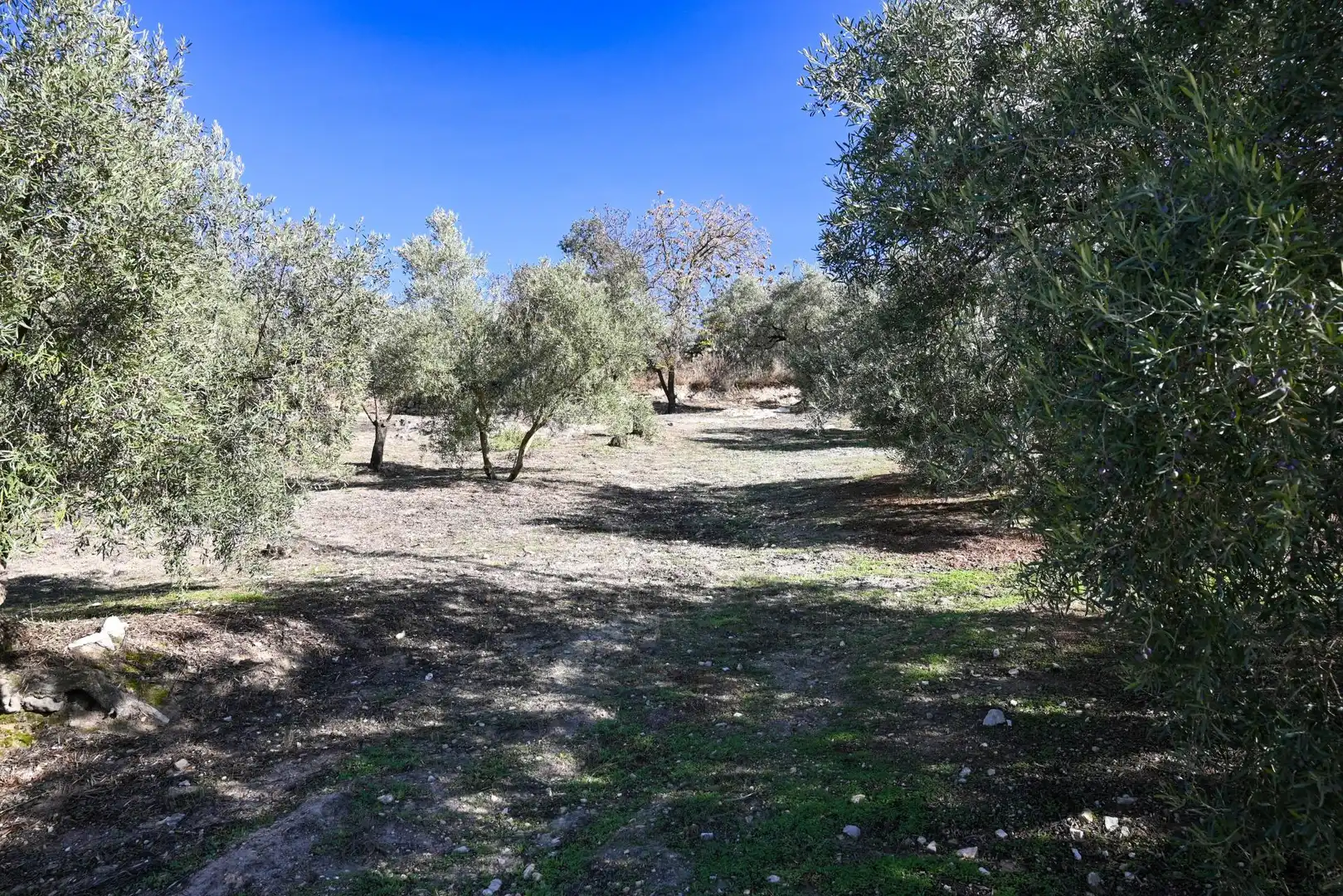 Finca rústica en venta en Villanueva de Algaidas