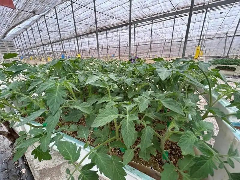 Garden of Land for sale in Motril