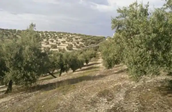 Terreni e lotti in vendita a Valdeastillas - Fuentezuelas, imagen 6