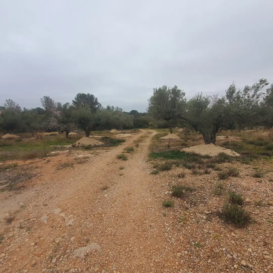 Terrain rustique à vendre à L'Aldea, imagen 4