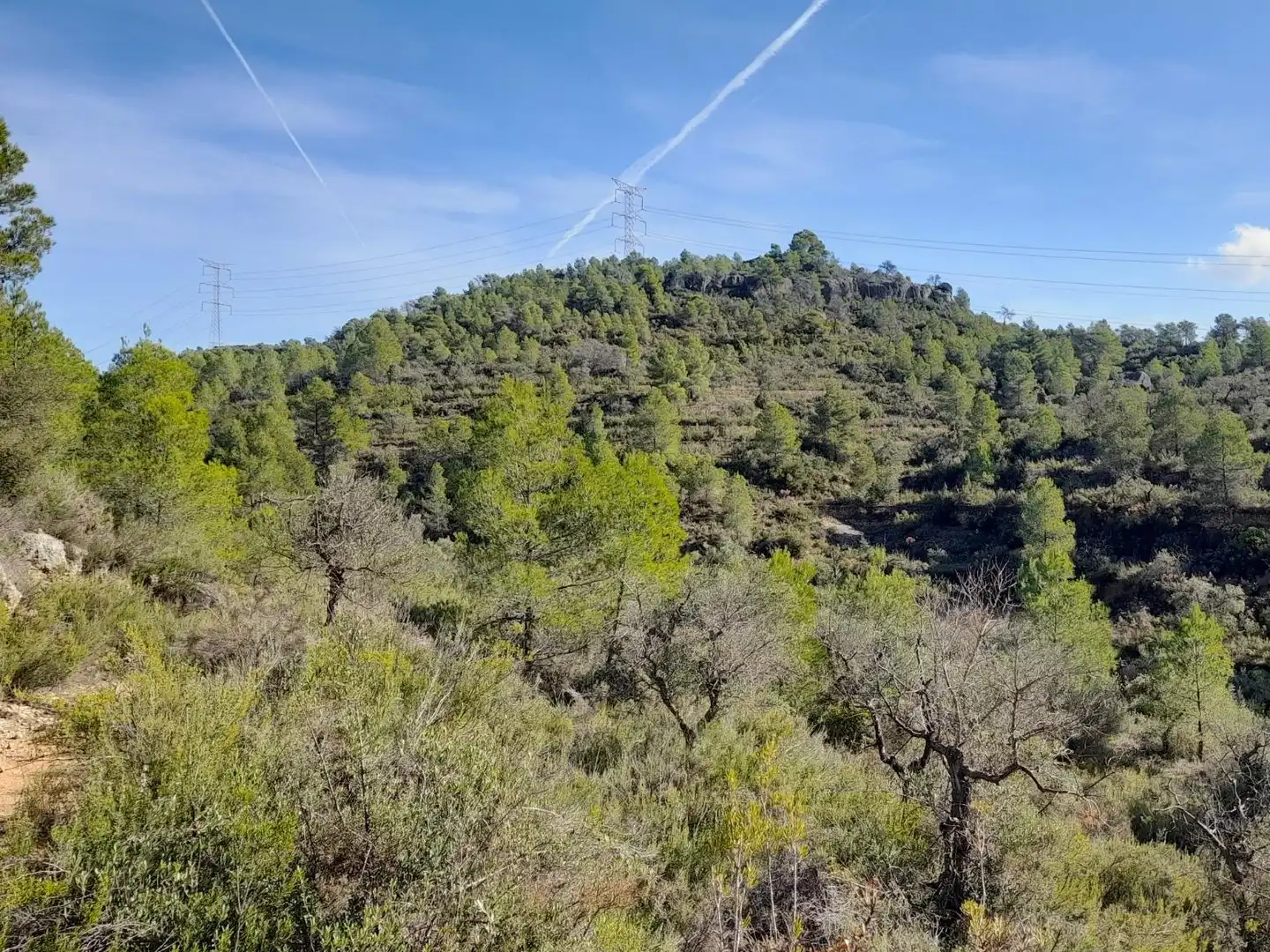 Land for sale in La Palma d'Ebre