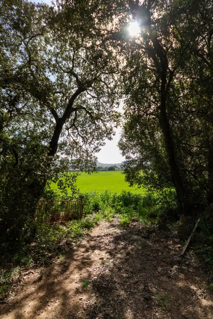 Terreny rústic en venda a Artà Poble, imagen 12