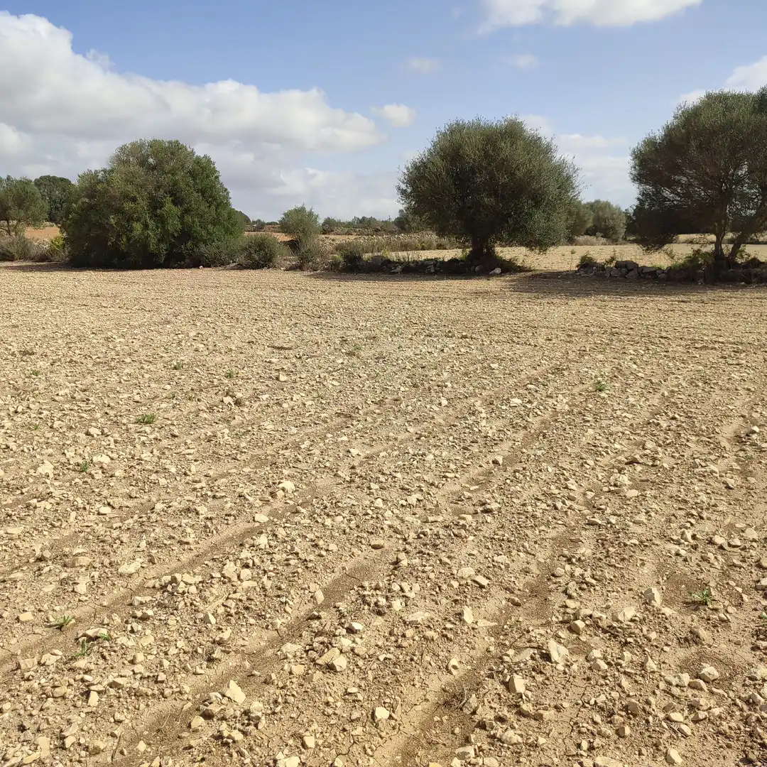 Rural land for sale in Vilafranca de Bonany, imagen 5