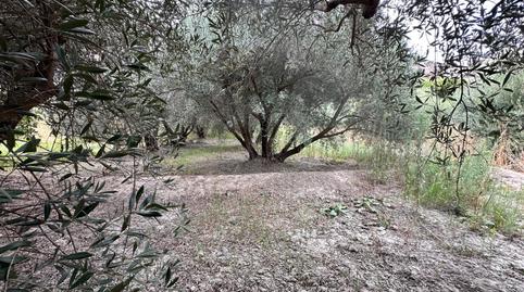 Foto 4 de Terreno en venta en Avenida de la Paz, Rágol, Almería