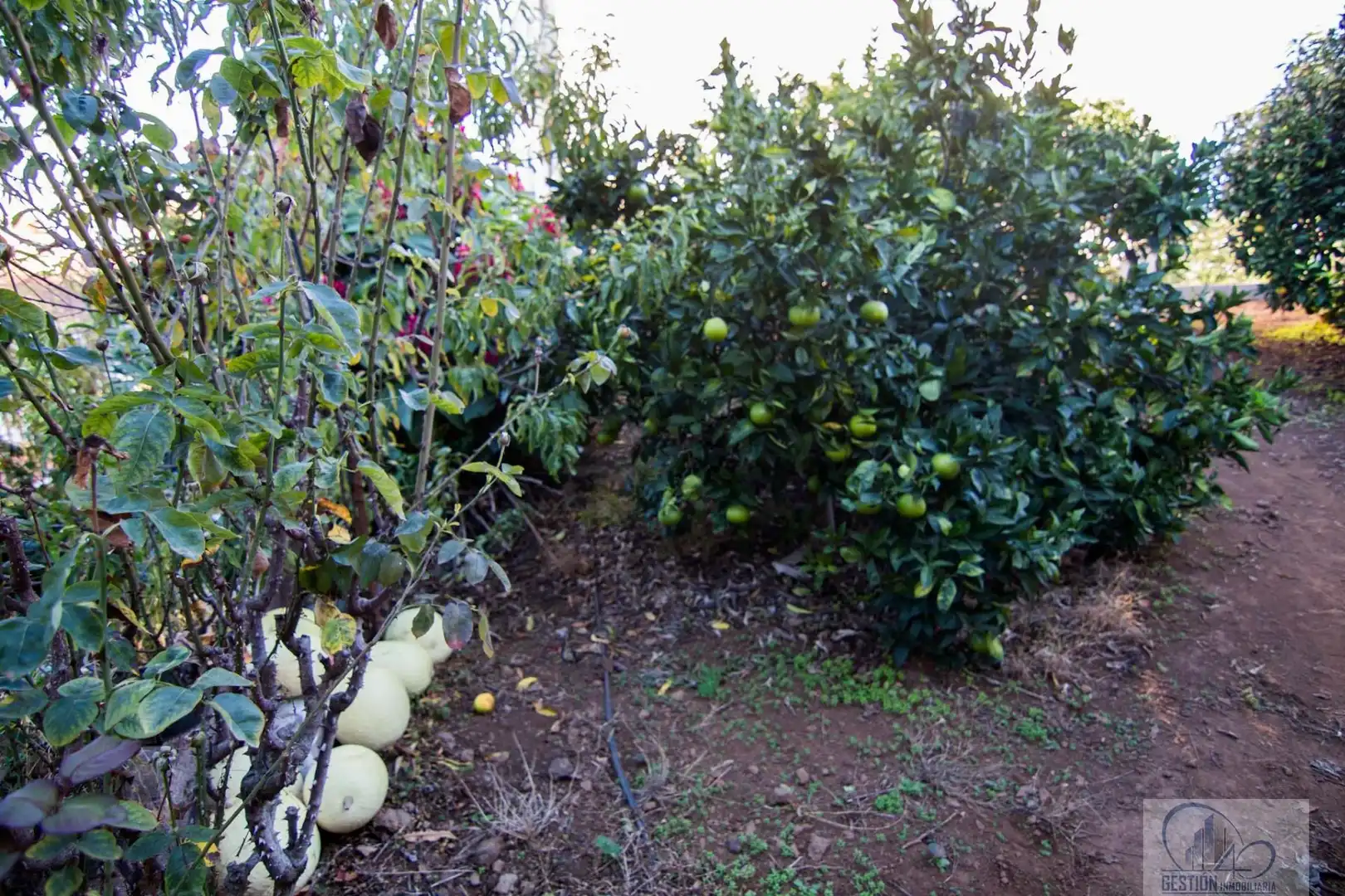 Jardín de Casa o chalet en venta en La Orotava con Trastero