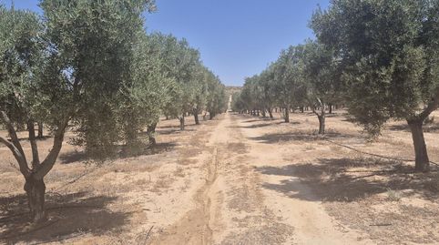 Foto 2 de Finca rústica en venda a Carretera Vieja, Cúllar, Granada