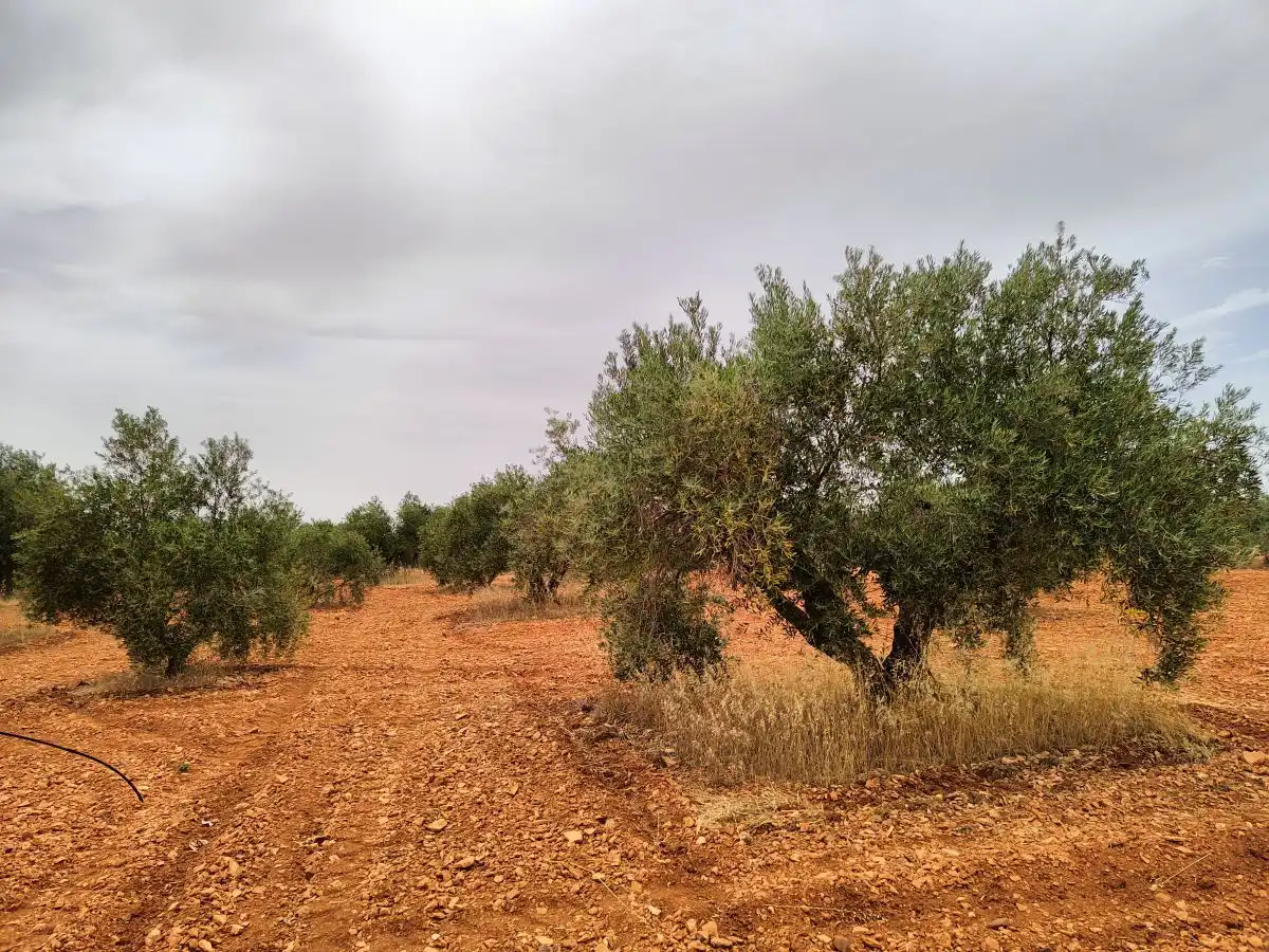 Casa rústica en venda a Valdepeñas, imagen 2