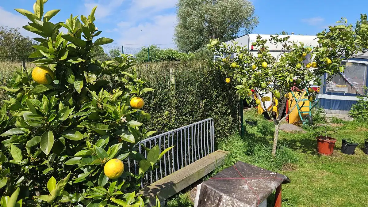 Garden of Residential for sale in Quintes - Arroes