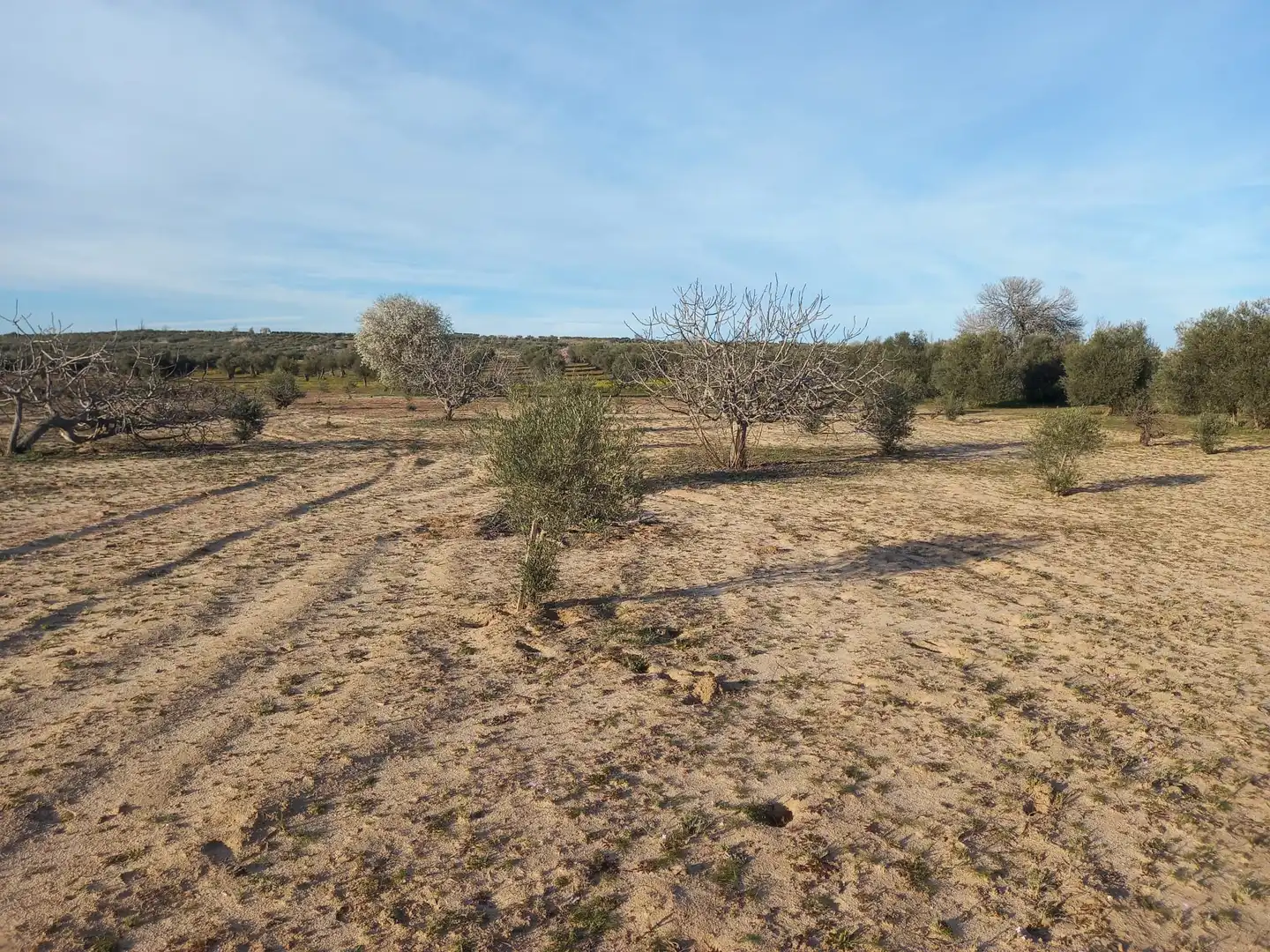 Rural land for sale in Cebolla, imagen 3