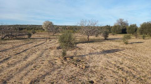 Photo 3 of Land for sale in Cebolla, Toledo