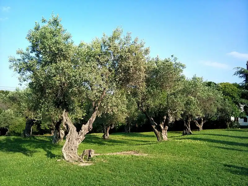 Terreno rústico en venta en L'Albagés