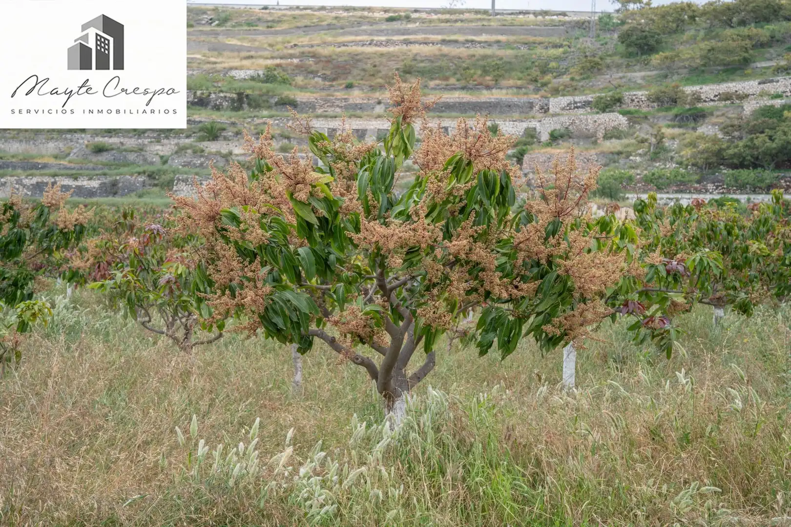 Terreni e lotti in vendita a CARRETERA MALAGA (CAL) 74, imagen 18