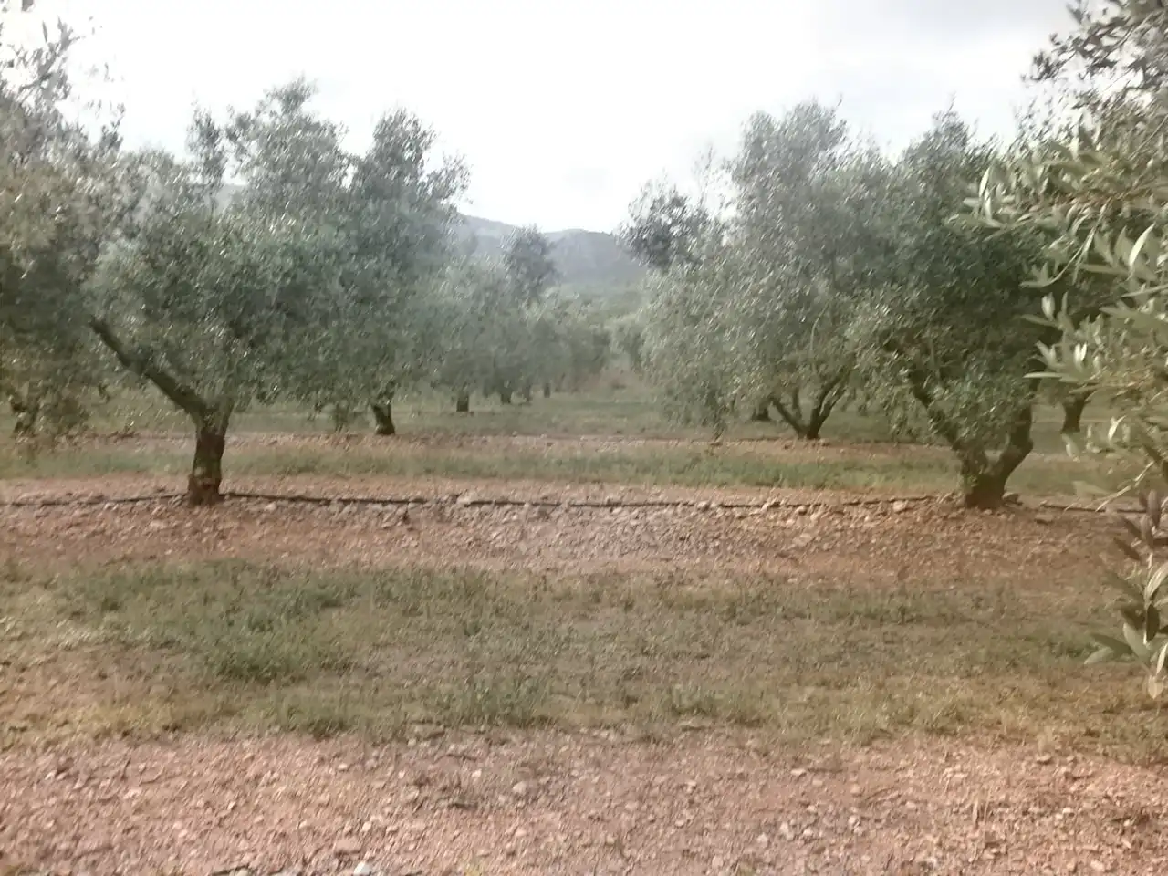 Terreny rústic en venda a Avinguda de Reus, imagen 3
