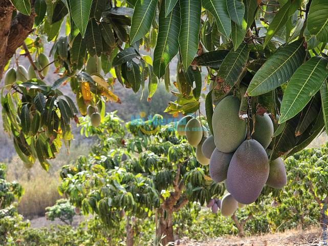 Terreno residencial en Venta en Camino Algarrobo - Las Arenas