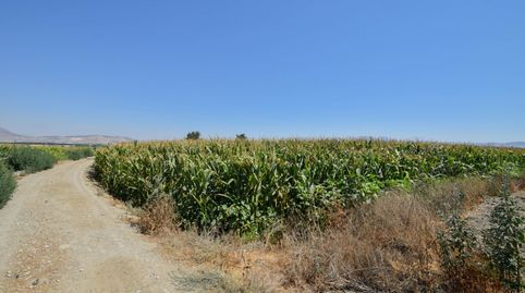 Foto 5 de Finca rústica en venta en Belicena, Vegas del Genil