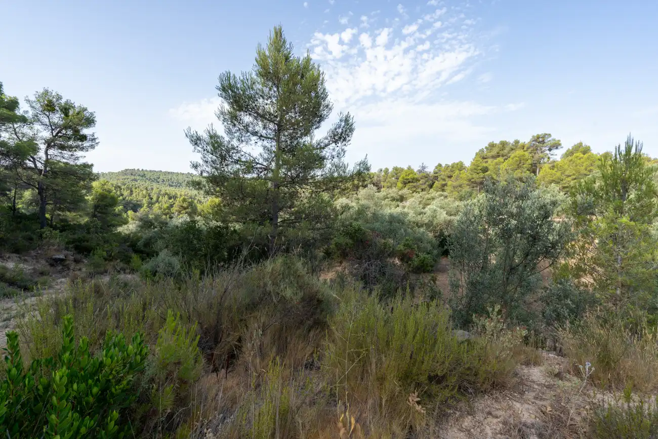 Land for sale in Caseres