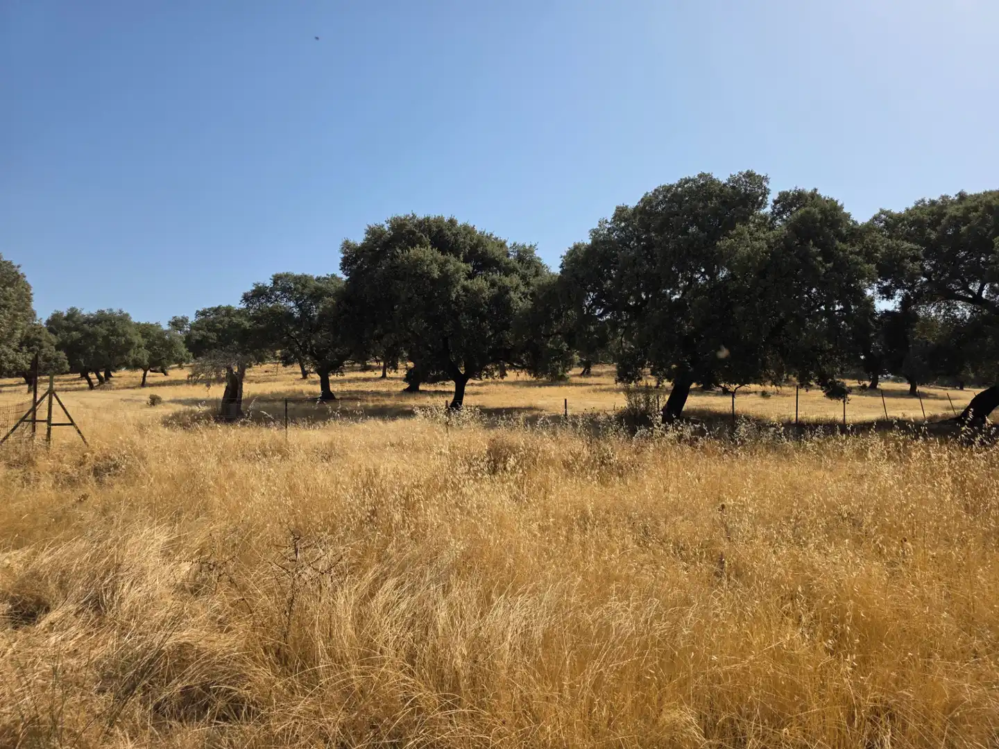 Rural land for sale in Sur, imagen 7