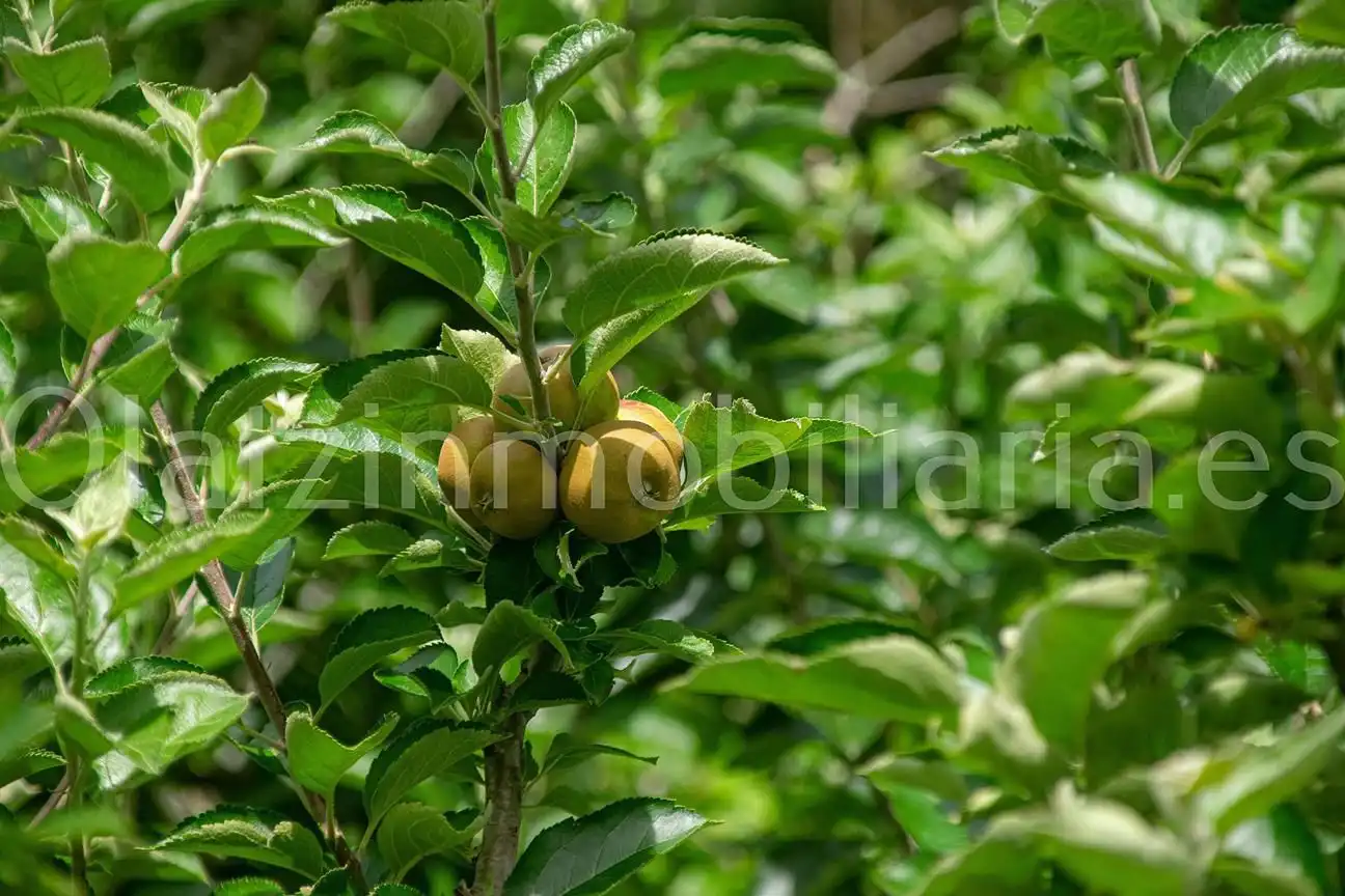 Garden of Country homes for sale in Sopuerta
