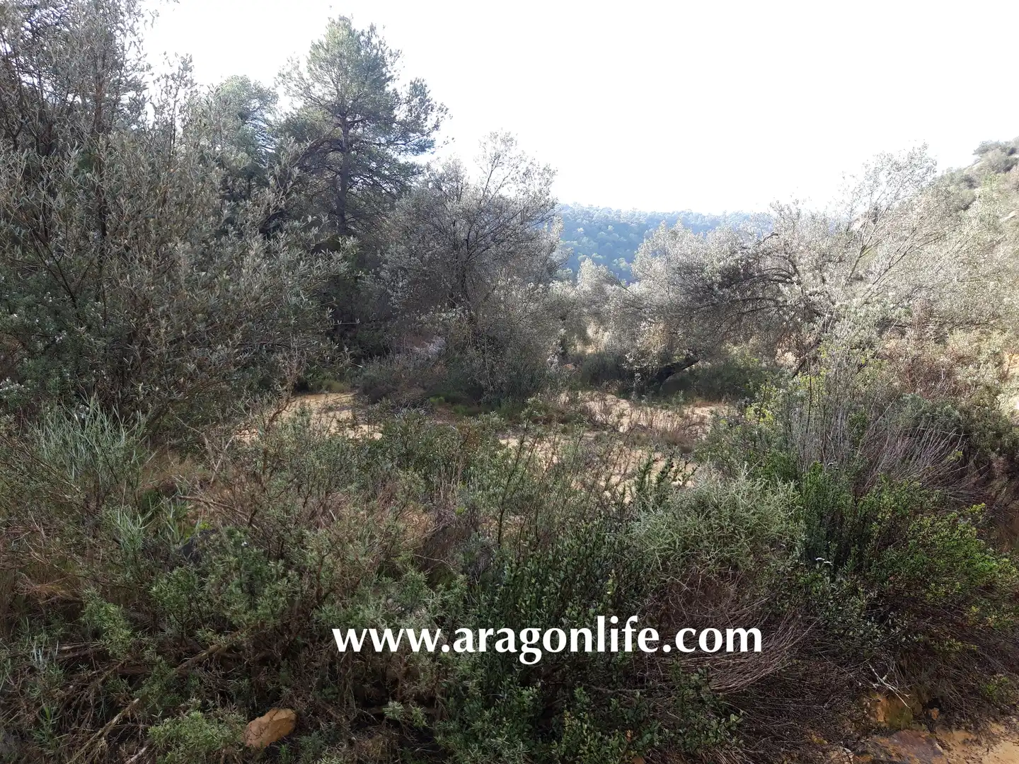 Finca rústica en venta en Batea