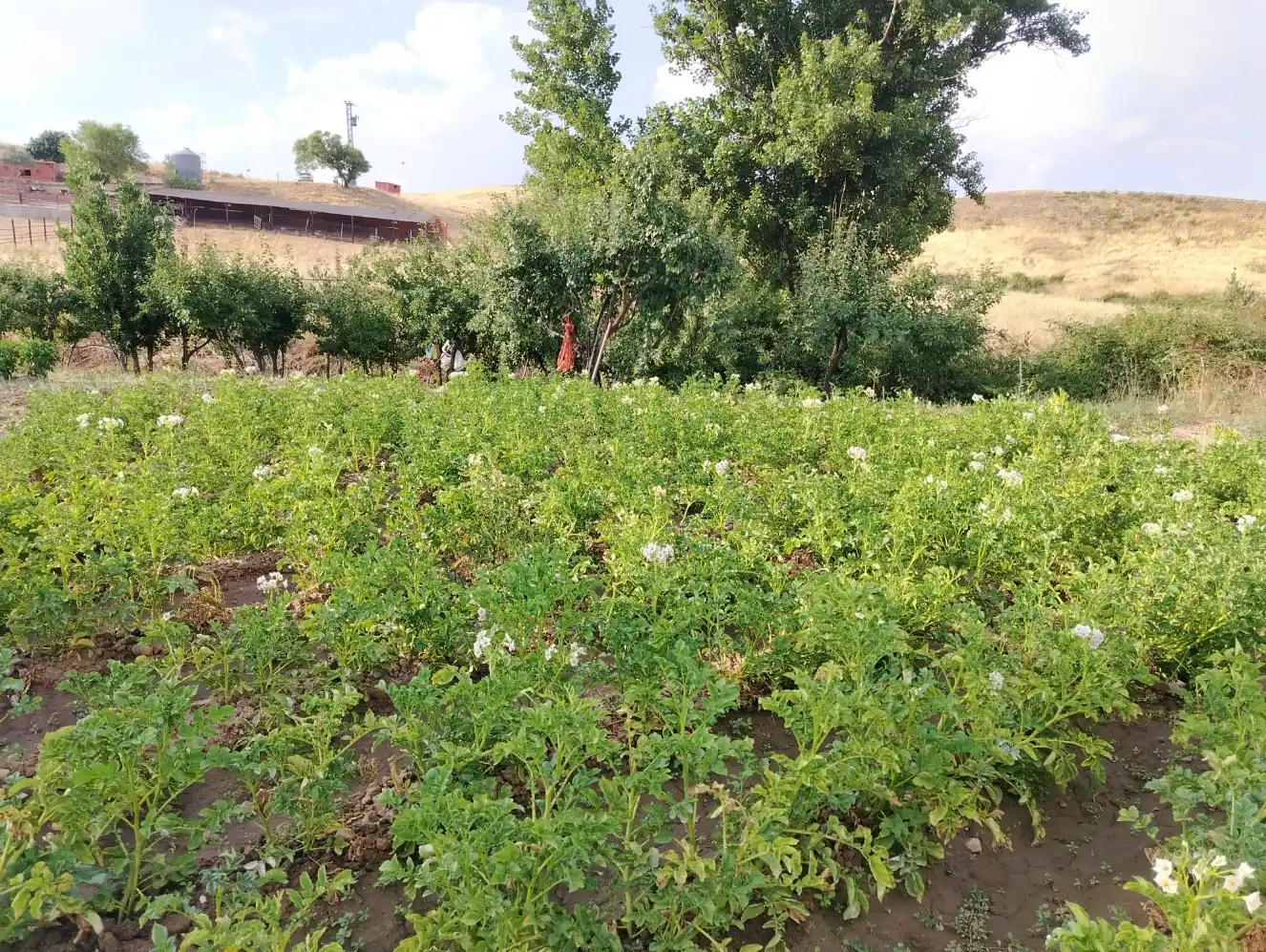 Grundstücke zur Miete in El Molar (Madrid)