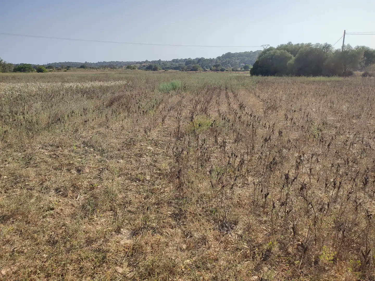 Terrain rustique à vendre à Sant Joan, imagen 13