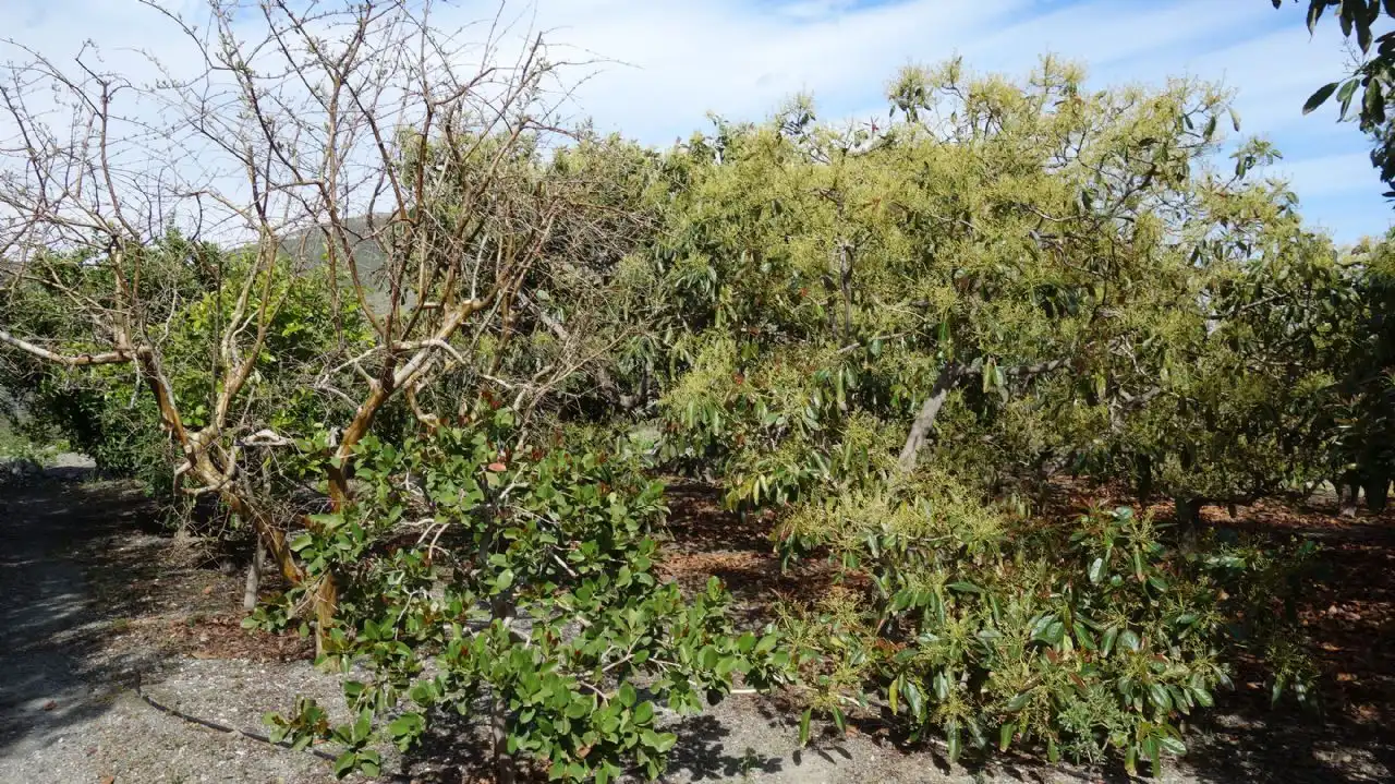 Finca rústica en venda en Molvízar