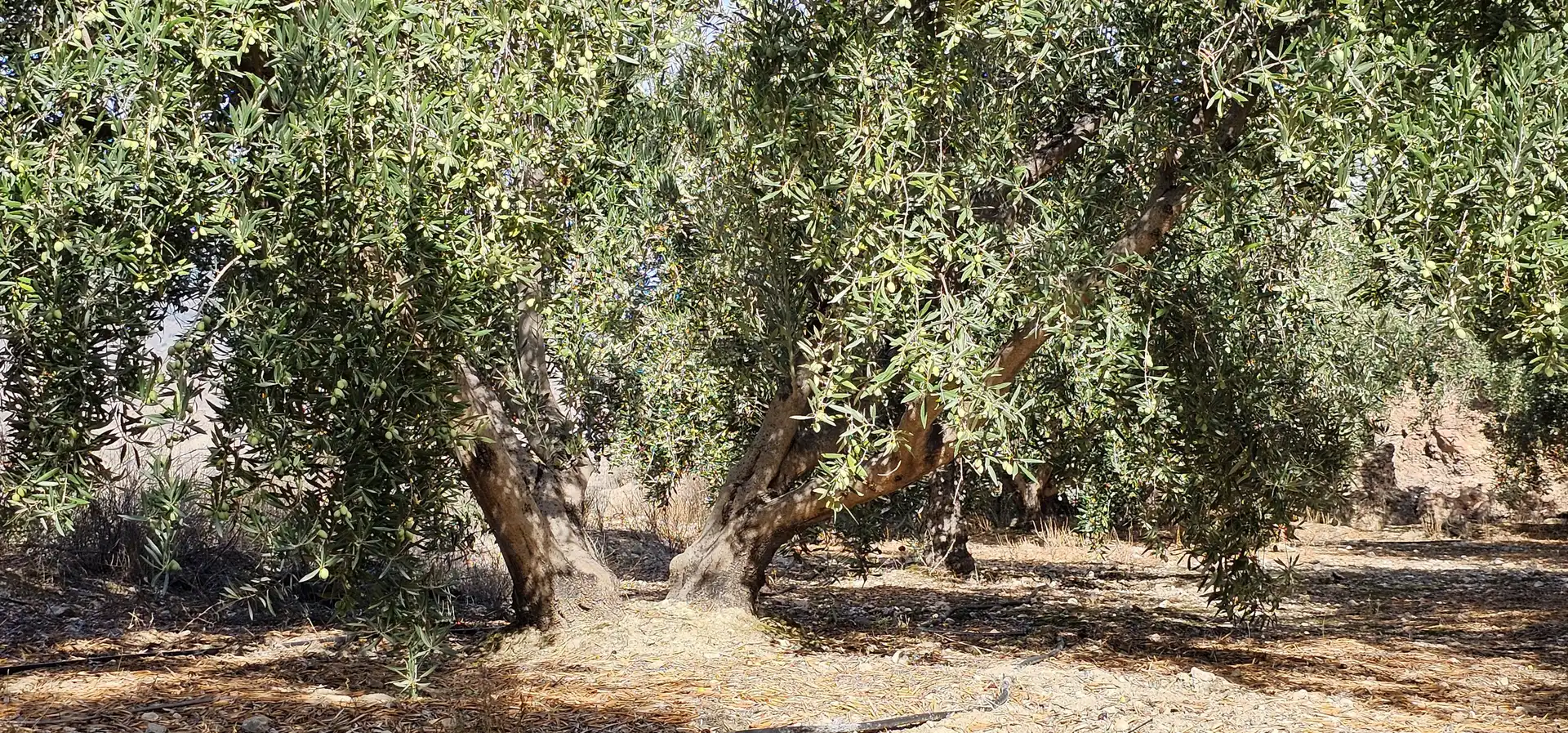 Jardín de Terreno en venta en Bentarique