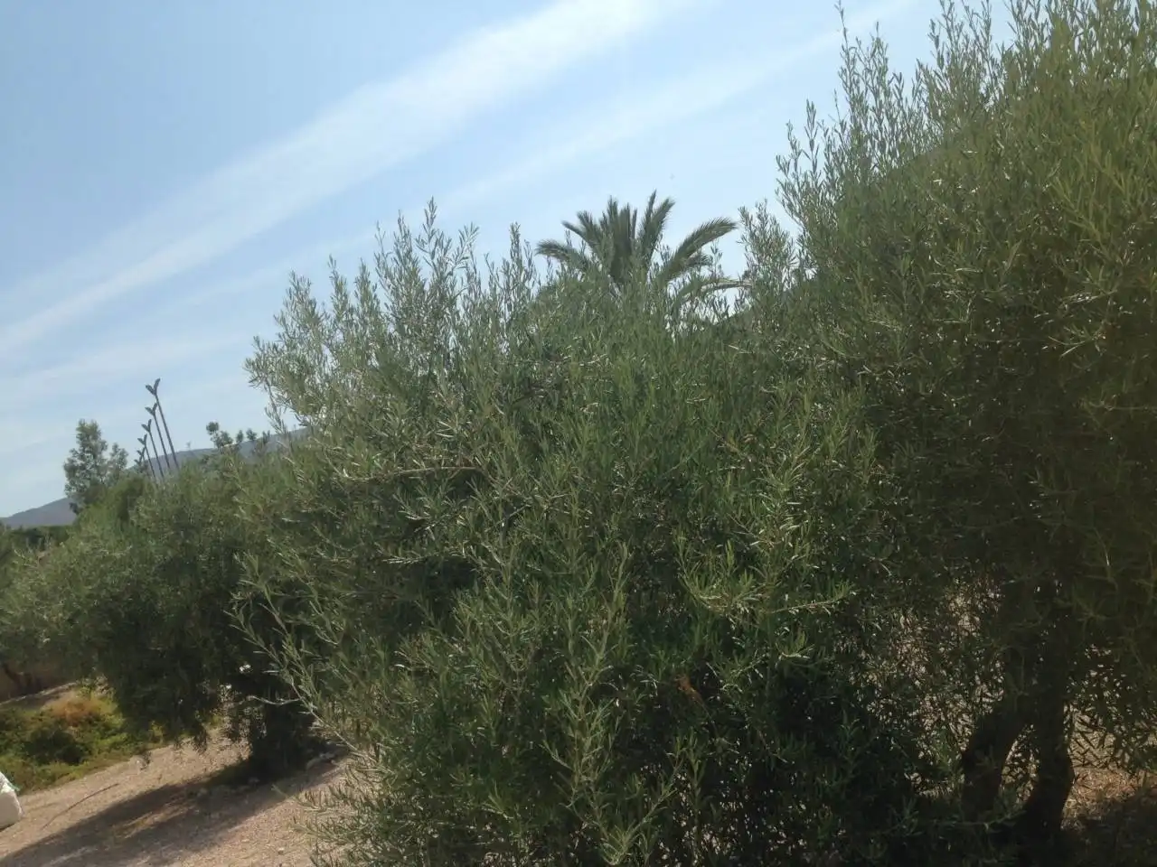Residencial en venda a Avenida DE RONDA, 103, Campo Alto - Club de Campo