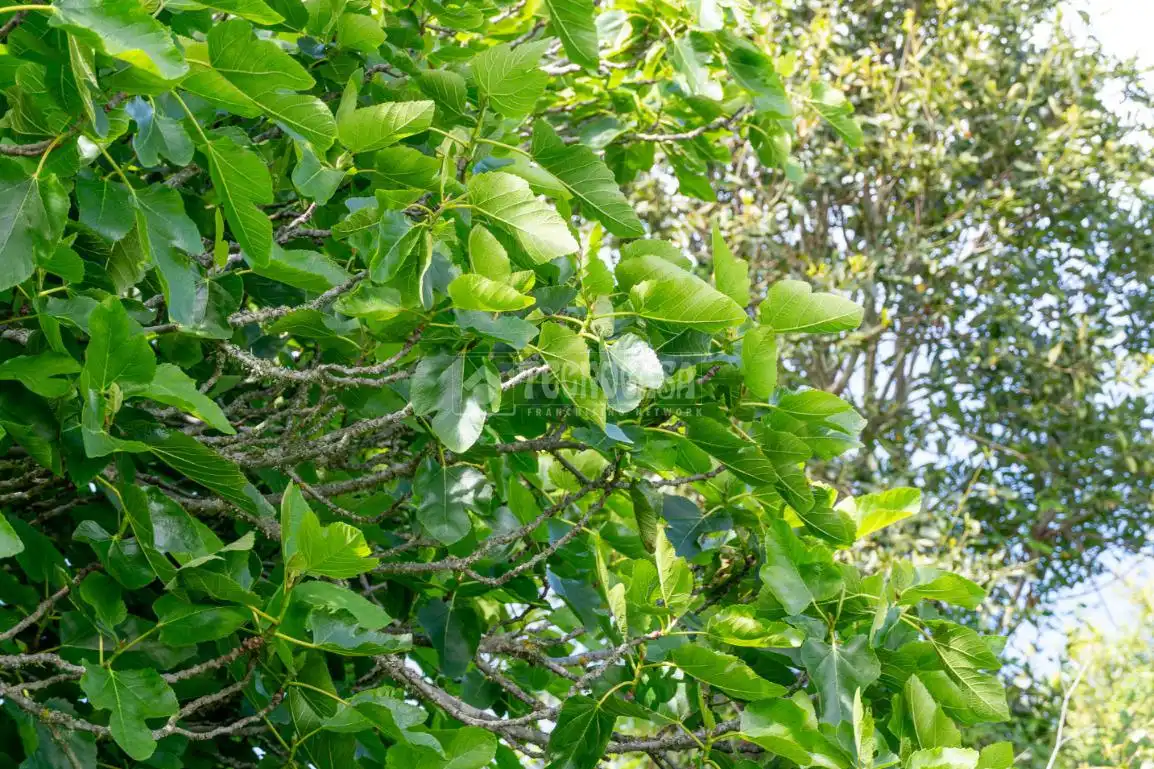 Garden of Land for sale in Icod de los Vinos