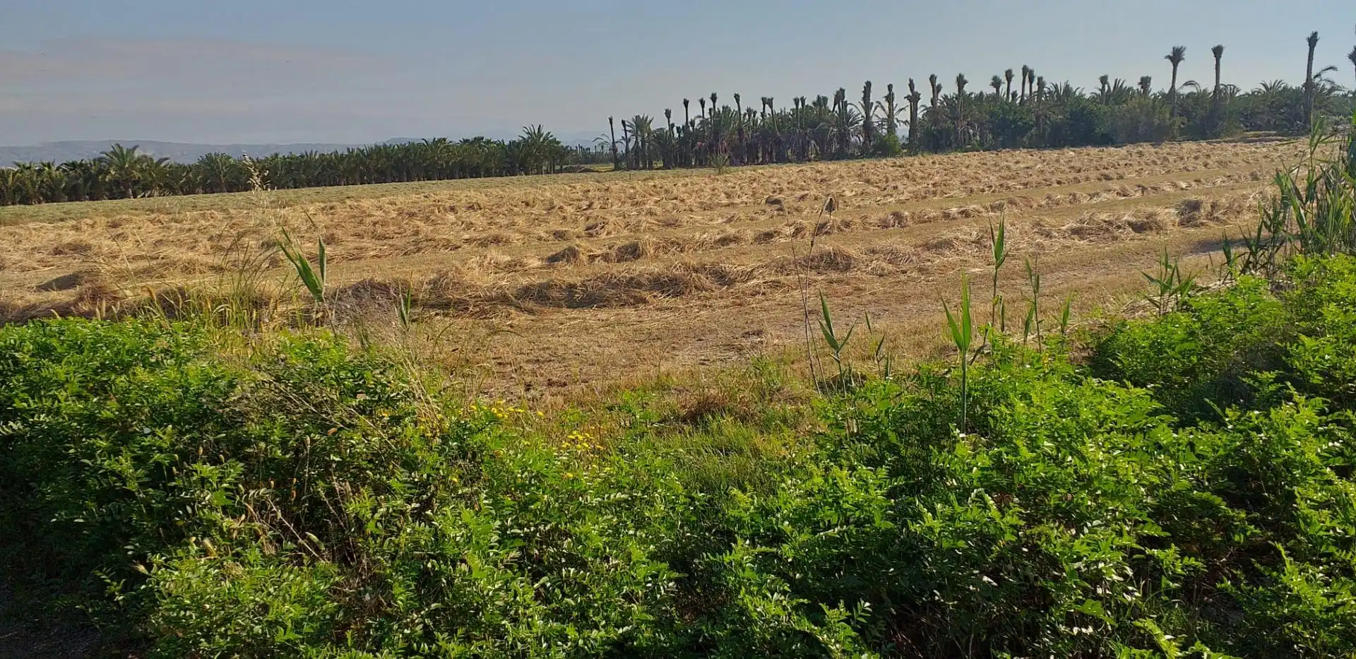 Terreno rustico in vendita a Crevillent, imagen 2