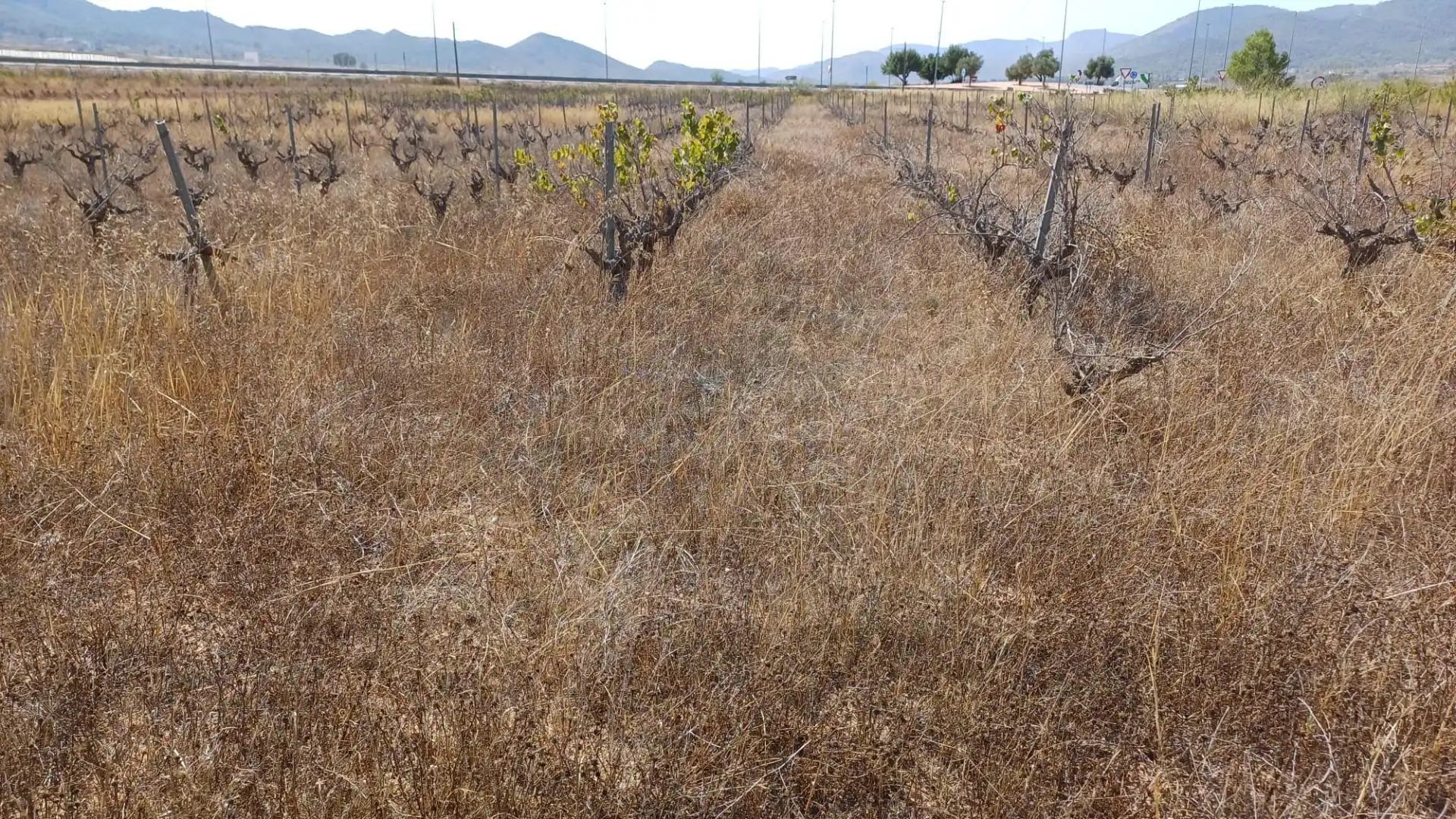 Residential land for sale in Monóvar  / Monòver, imagen 2