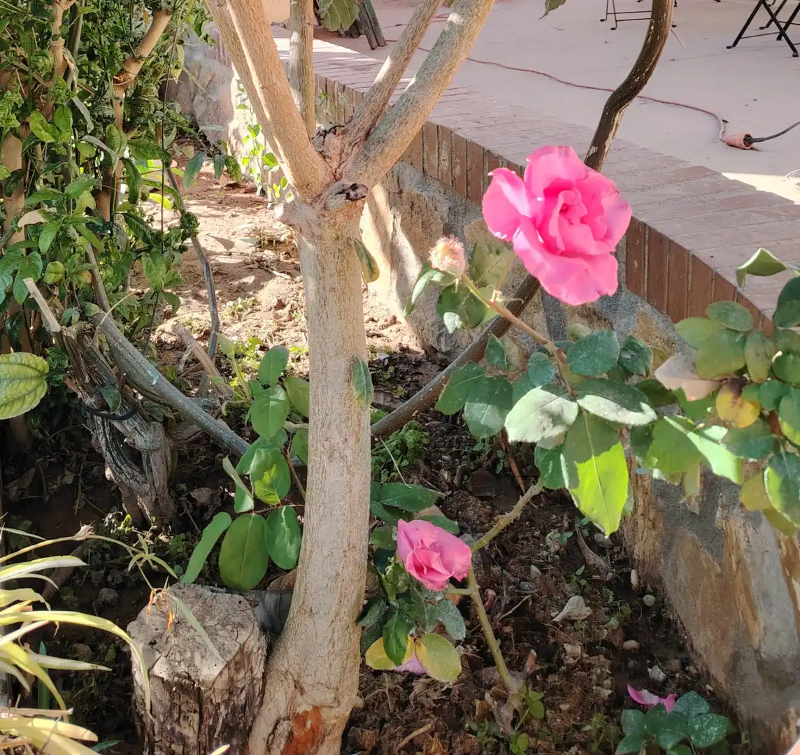 Jardí de Finca rústica en venda en Dalías amb Aire condicionat, Jardí privat i Terrassa