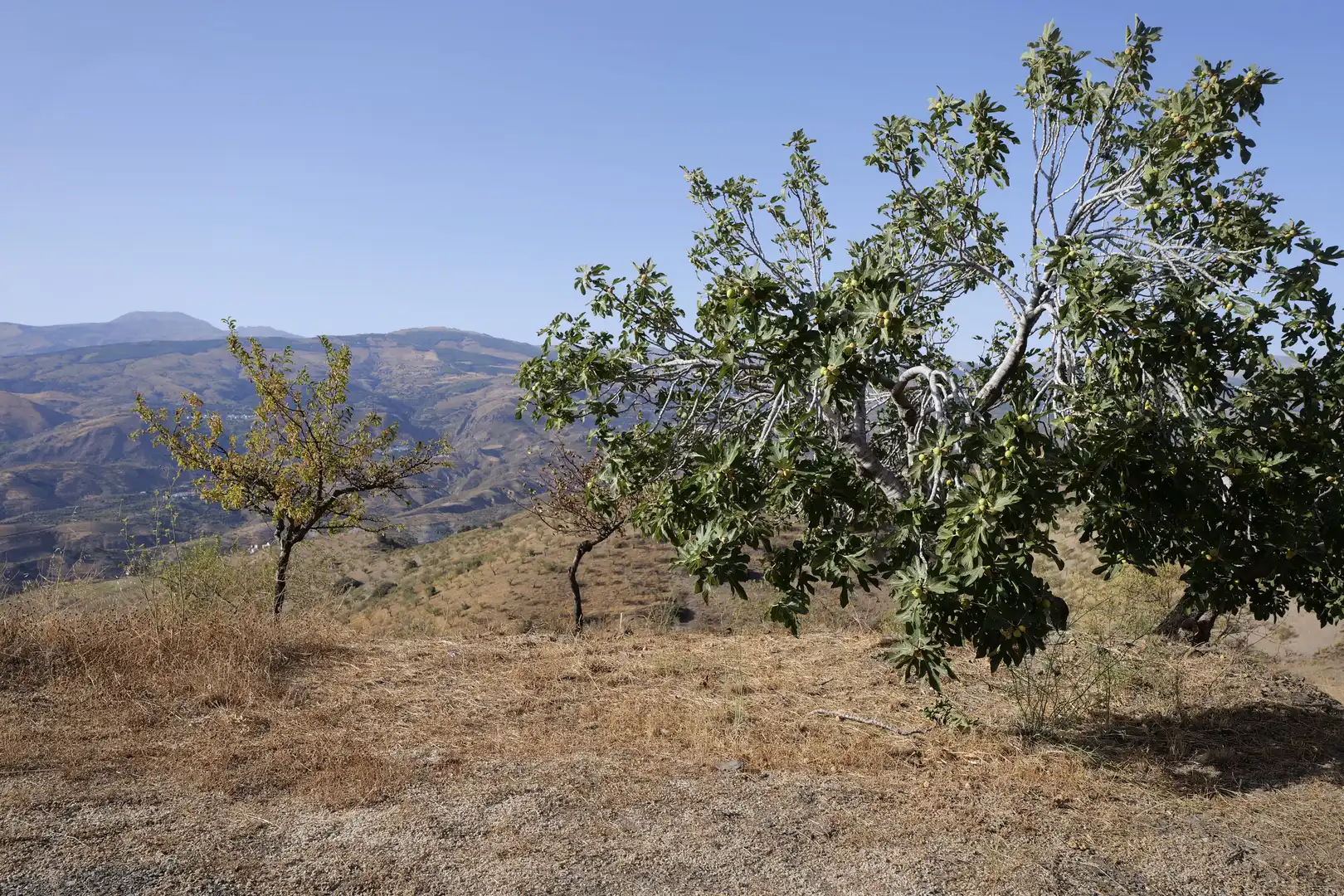 Finca rústica en venta en Cádiar