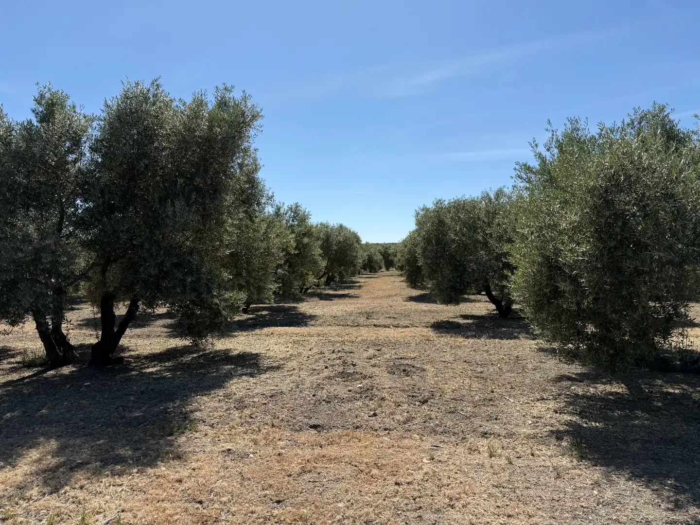 Terrenos y solares en venta en Carretera, imagen 7