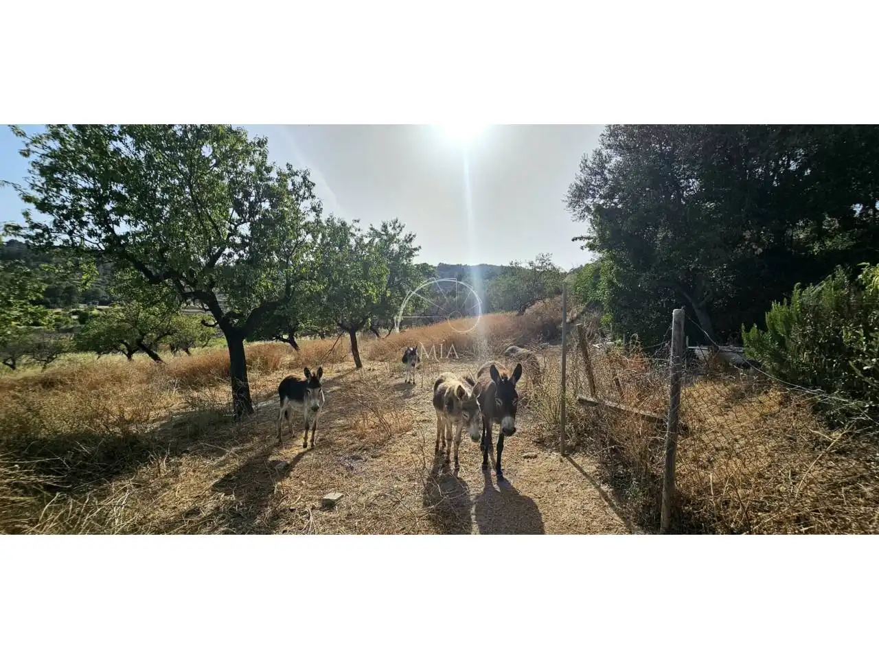 Exterior view of Country homes for rent in Alaró  with Private garden, Terrace and Furnished