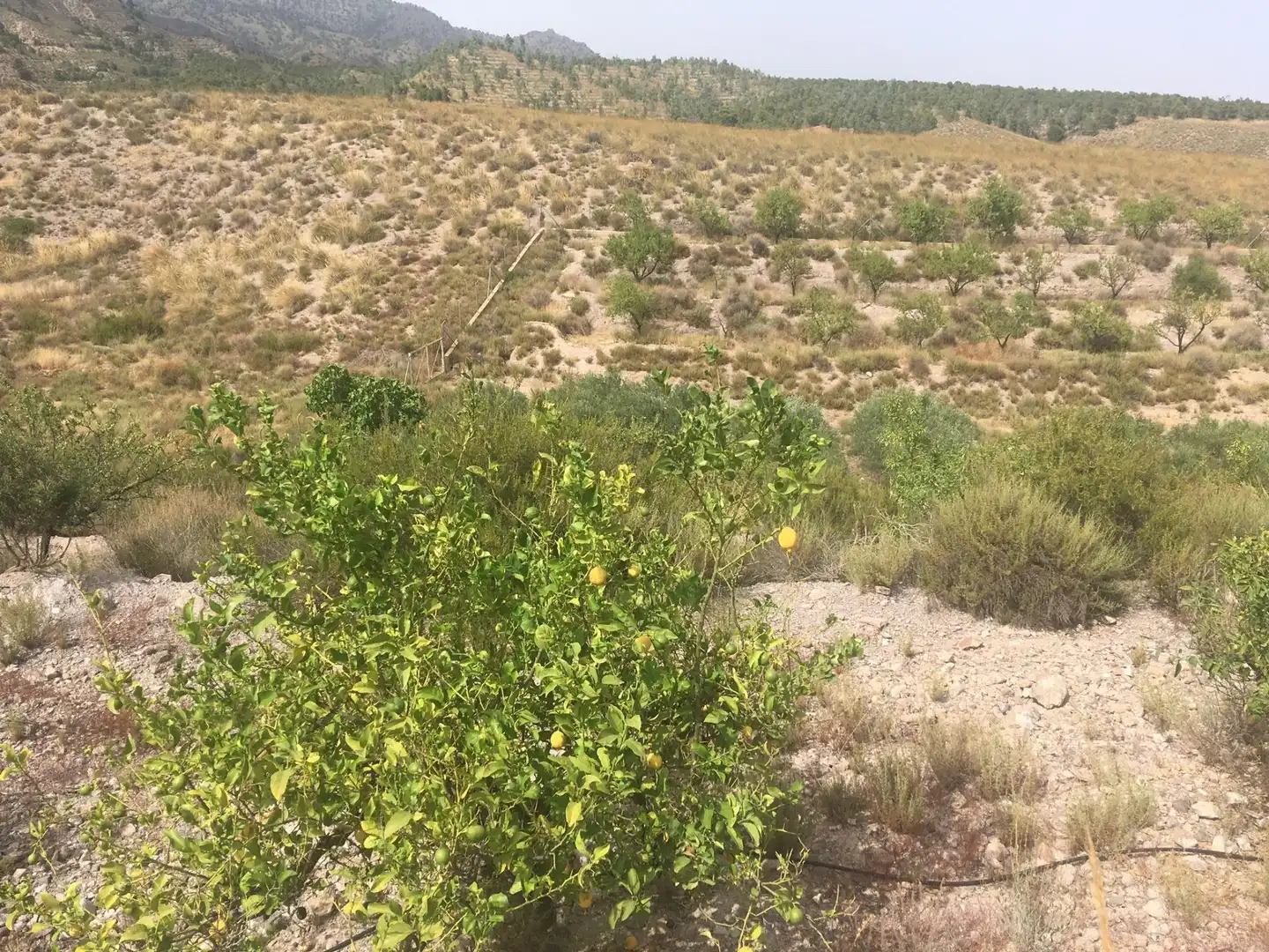 Country house zum Verkauf in Lorca mit Privatgarten und Schwimmbad