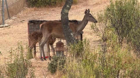 Foto 2 de Finca rústica en venda a Villaviciosa de Córdoba, Córdoba